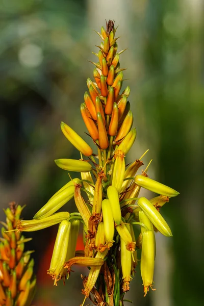 옐로크 Yellow Alow 또는아를 베이커 Alol Cryptopoda Baker 클로즈업 Asphodelaceae — 스톡 사진