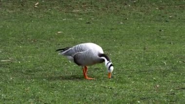 Çubuk başlı kaz Anser indicus, Orta Asya 'da, Güney Asya' daki dağ gölleri ve kışlarda Hindistan yarımadasının güneyine kadar uzanan kolonilerde yaşayan bir kaz türüdür. İngiliz Bahçesi, Münih, Almanya 'da görüldü.