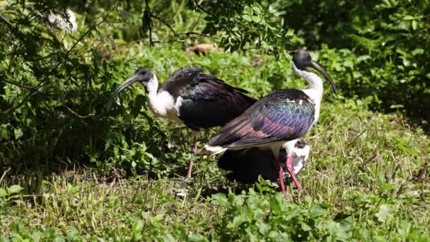 Slaměný Ibis Threskiornis Spinicollis Pták Ibis Spoonbill Rodiny Threskiornithidae Tady — Stock video