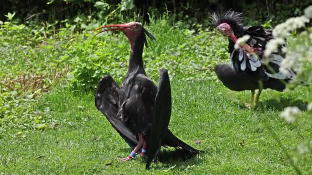 따오기 North Bald Ibis Hermit Ibis Waldrapp Lat Geronticus Eremita — 비디오