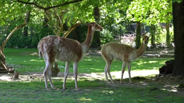 Vicunas Vicugna Vicugna Parentes Lhama Que Vivem Nas Altas Áreas — Vídeo de Stock