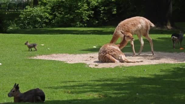 Vicunas Vicugna Vicugna 生活在安第斯山脉高山地区的美洲驼的亲戚 — 图库视频影像