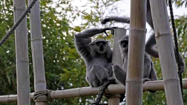 Gümüş Maymunu Hyloates Moloch Gümüş Renkli Şebek Çok Tehdit Edilen — Stok video