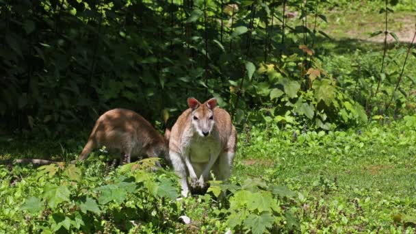 敏捷的袋鼠 Macropus Agilis 也被称为砂袋鼠 Sandy Wallaby 是一种产于澳大利亚北部和新几内亚的袋鼠 — 图库视频影像