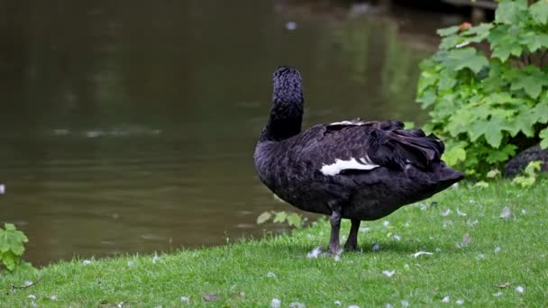 Černá Labuť Cygnus Atratus Velký Vodní Pták Druh Labutě Který — Stock video