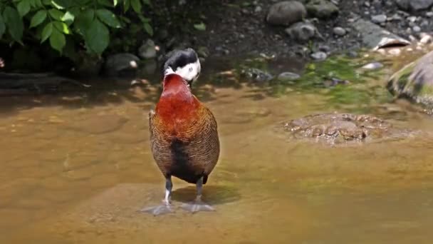 Canard Siffleur Visage Blanc Dendrocygna Individual Oiseau Bruyant Avec Sifflement — Video