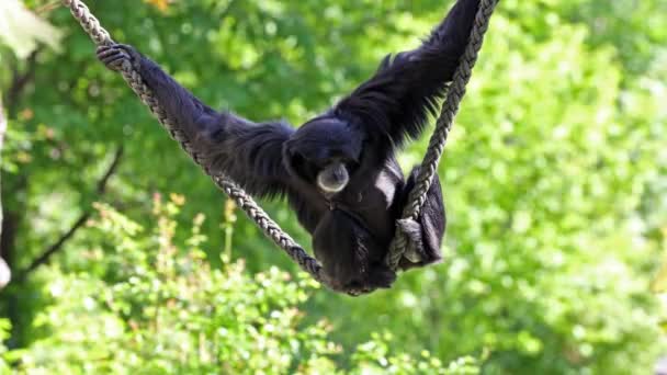 Siamang Symphalangus Syndactylus Gibón Arbóreo Piel Negra Nativo Las Selvas — Vídeos de Stock