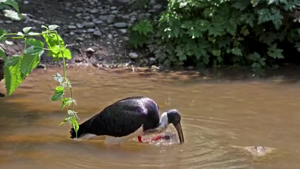 Der Strohhalsibis Threskiornis Spinicollis Ist Ein Vogel Aus Der Familie — Stockvideo