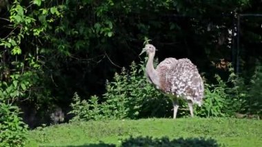 Darwin 'in Rhea' sı, Rhea pennata, daha az Rhea olarak da bilinir..