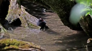 Yaygın bozkır tavuğu Gallinula kloropusu olarak da bilinen su tavuğu, bataklık tavuğu ve mavi göl suyunda yüzen sıradan gallinül olarak da bilinir.