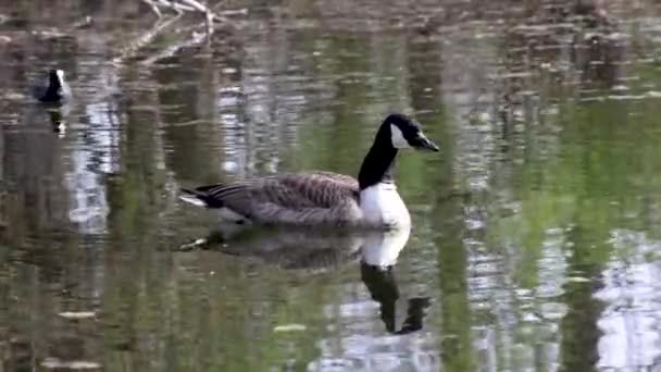 Canada Oca Branta Canadensis Lago Vicino Monaco Baviera Germania Oca — Video Stock