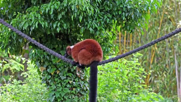 Černobílý Čalouněný Lemur Varecia Variegata Více Ohrožen Dvou Druhů Čalouněných — Stock video