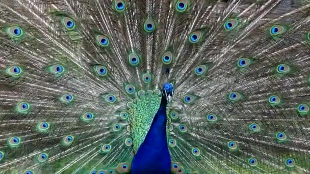 Indiai Peafowl Vagy Kék Peafowl Pavo Cristatus Egy Nagy Élénk — Stock videók