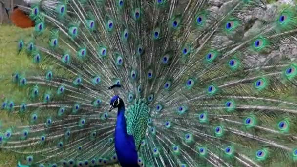 Indický Peafowl Nebo Modrý Peafowl Pavo Cristatus Velký Pestrobarevný Pták — Stock video
