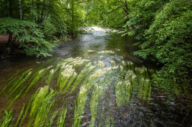Nehir ayağının çiçekli bitkisi, Ranunculus akışkanları Wuerm nehrinde, Leutstetten Starnberg, Bavyera, Almanya