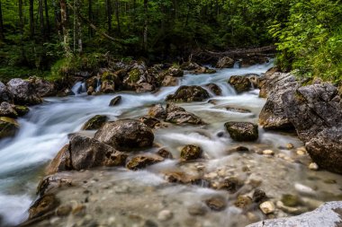 Hintersee Gölü 'ndeki Sihirli Orman Zauberwald ve Creek Ramsauer Ache. Ulusal Park Berchtesgadener Toprakları, Bavyera, Almanya.