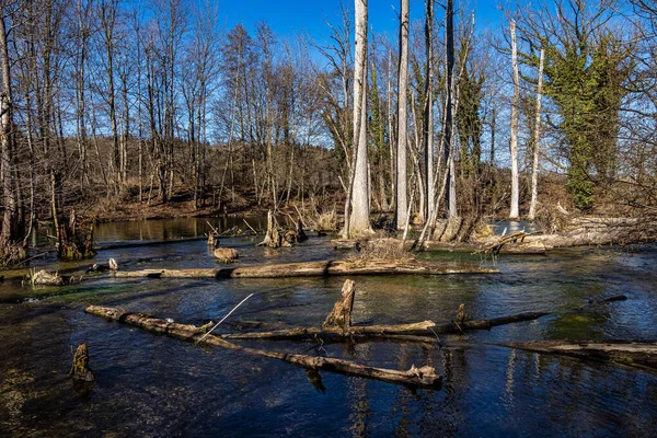 Beau Sentier Randonnée Forêt Partir Moulin Riz Gauting Wuermtal Près — Photo