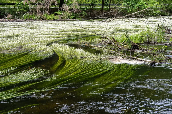 Blütenpflanze Des Flußkronenfußes Ranunculus Fluitans Der Würm Leutstetten Bei Starnberg — Stockfoto