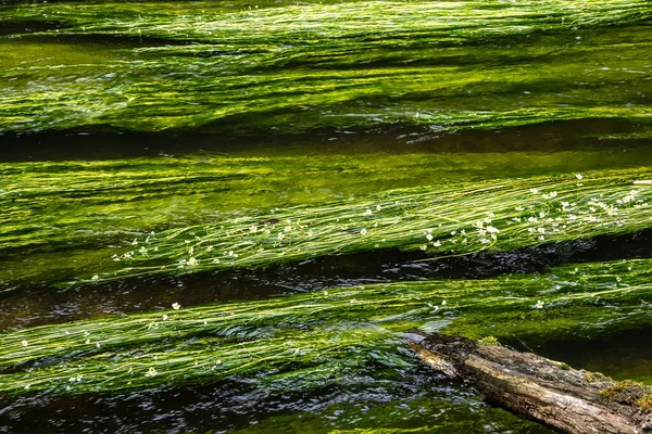 Blütenpflanze Des Flußkronenfußes Ranunculus Fluitans Der Würm Leutstetten Bei Starnberg — Stockfoto