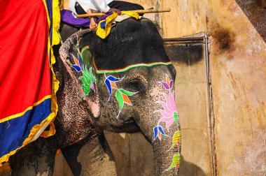 Jaipur, Hindistan - Ocak 05, 2020: Jaipur, Rajasthan, Hindistan 'daki Amber Kalesi yolunda süslenmiş fil.