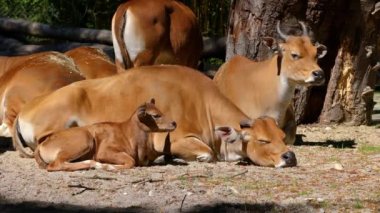 Banteng ailesi, Bos javanicus veya Red Bull. Vahşi bir sığır türüdür ama sığır ve bizondan farklı kilit özellikler vardır: hem erkek hem de dişilerde beyaz bir şerit..