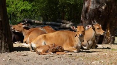 Banteng ailesi, Bos javanicus veya Red Bull. Vahşi bir sığır türüdür ama sığır ve bizondan farklı kilit özellikler vardır: hem erkek hem de dişilerde beyaz bir şerit..