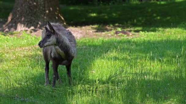 Apennine Chamois Rupicapra Pyrenaica Ornata Vive Parque Nacional Abruzzo Lazio — Vídeo de Stock