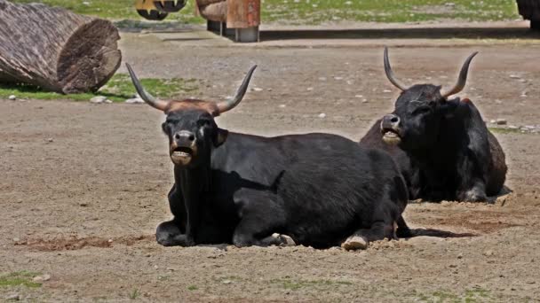 Heck Rinder Bos Primigenius Taurus Behaupteten Den Ausgestorbenen Auerochsen Ähneln — Stockvideo