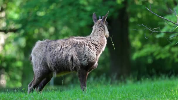 Apennine Chamois Rupicapra Pyrenaica Ornata 居住在意大利的Abruzzo Lazio Molise国家公园和西班牙的Pyrenees — 图库视频影像