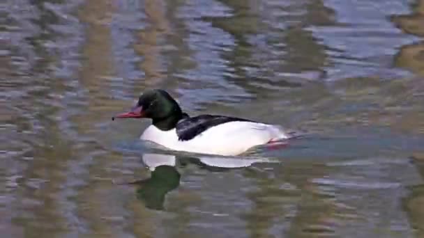 Wspólne Merganser Goosander Mergus Merganser Pływanie Jeziorze Kleinhesseloher Ogrodzie Angielskim — Wideo stockowe