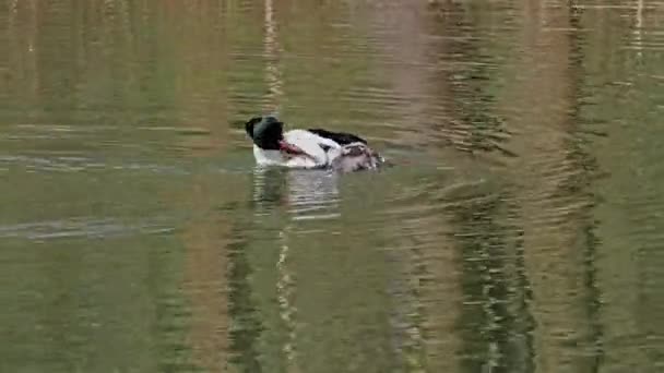 Merganser Comum Goosander Mergus Merganser Nadando Lago Kleinhesseloher Jardim Inglês — Vídeo de Stock