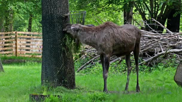 Лось Лось Alces Alces Является Крупнейшим Сохранившимся Видом Семействе Оленей — стоковое видео