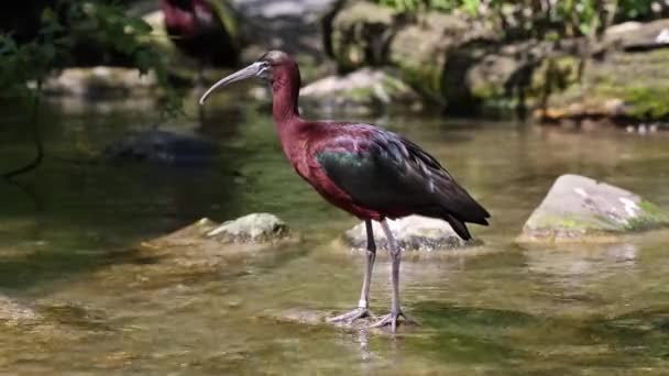 Lesklý Ibis Plegadis Falcinellus Pták Brodící Ibis Čeledi Threskiornithidae — Stock video