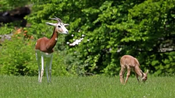 Dama Gazelle Gazella Dama Mhorr Mhorr Gazelle Moeder Met Baby — Stockvideo