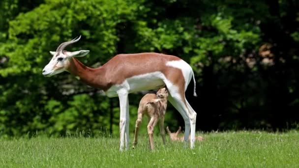 Dama Gazelle Gazella Dama Mhorr Mhorr Gazelle Moeder Met Baby — Stockvideo
