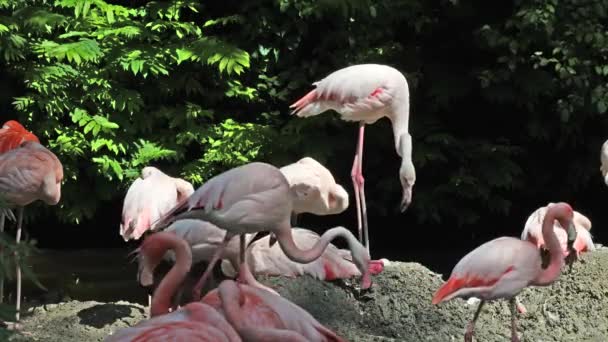 Amerikaanse Flamingo Caribische Flamingo Phoenicopterus Ruber Flamingo Zijn Enige Niet — Stockvideo