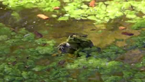 Kurbağa Rana Temporaria Ranidae Familyasından Bir Kurbağa Türü — Stok video