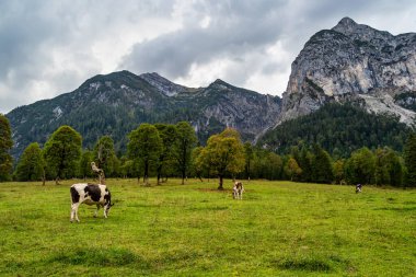 Ahornboden 'daki akçaağaç ağaçlarının sonbahar manzarası, Karwendel dağları, Tyrol, Avusturya