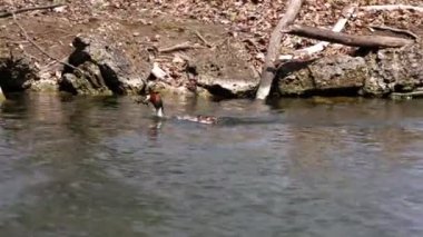 Bir çift Great Crested Grebe, Podiceps kristali yuvalarını inşa ediyor. Güzel turuncu renkli kuş, kırmızı gözlü su kuşu. Eski Dünya 'da bulunan en büyük aile üyesidir..