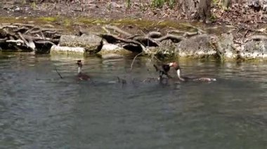 Bir çift Great Crested Grebe, Podiceps kristali yuvalarını inşa ediyor. Güzel turuncu renkli kuş, kırmızı gözlü su kuşu. Eski Dünya 'da bulunan en büyük aile üyesidir..