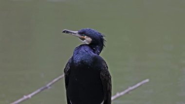 Kuzey yarımküre boyunca büyük siyah karabatak olarak bilinen büyük karabatak, Avustralya 'daki siyah karabatak ve Yeni Zelanda' nın daha güneyindeki siyah karabatak
