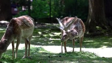 Fallow deer, Dama mezopotamya, Cervidae familyasından bir memeli türü..