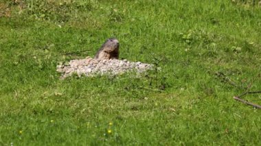Marmota marmota, Orta ve Güney Avrupa 'nın dağlık bölgelerinde bulunan bir dağ sıçanı türüdür.