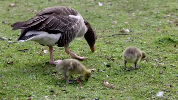 Família Gansos Grisalhos Com Bebés Pequenos Anser Anser Uma Espécie — Vídeo de Stock