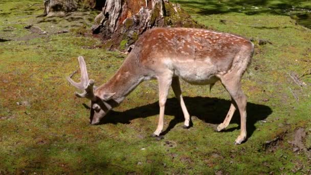 Padlý Jelen Dama Mesopotamica Přežvýkavec Savec Čeledi Cervidae — Stock video