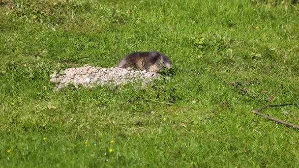 Marmotte Des Alpes Marmota Marmota Est Une Espèce Marmotte Que — Video