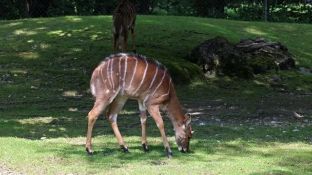 Nyala Tragelaphus Angasii Een Spiraalvormige Antilope Uit Zuidelijk Afrika Nyala — Stockvideo