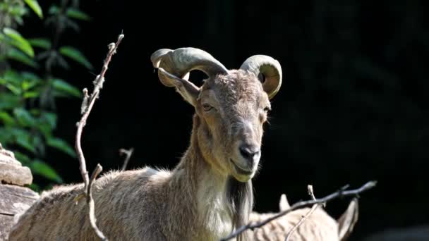 Turkmenian Markhor Capra Falconeri Heptneri Název Tohoto Druhu Pochází Tvaru — Stock video