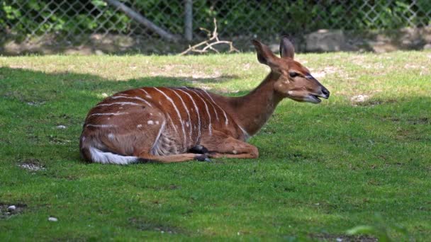 Nyala Tragelaphus Angasii Antilope Spirale Originaria Dell Africa Meridionale Una — Video Stock