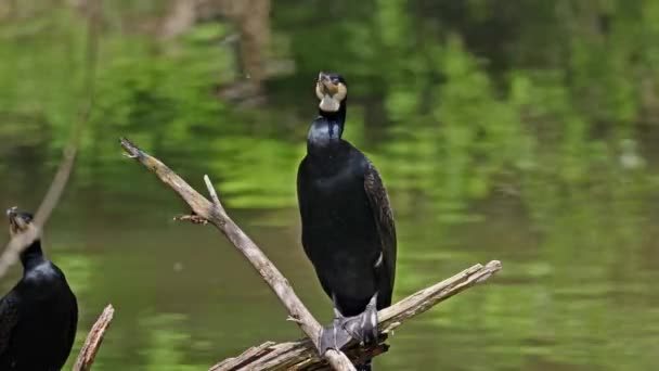 Gran Cormorán Phalacrocorax Carbo Conocido Como Gran Cormorán Negro Través — Vídeo de stock